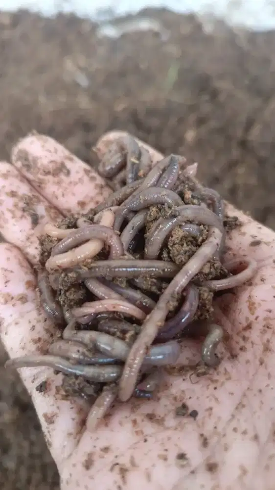 Cacing ANC (African Night Crawler)