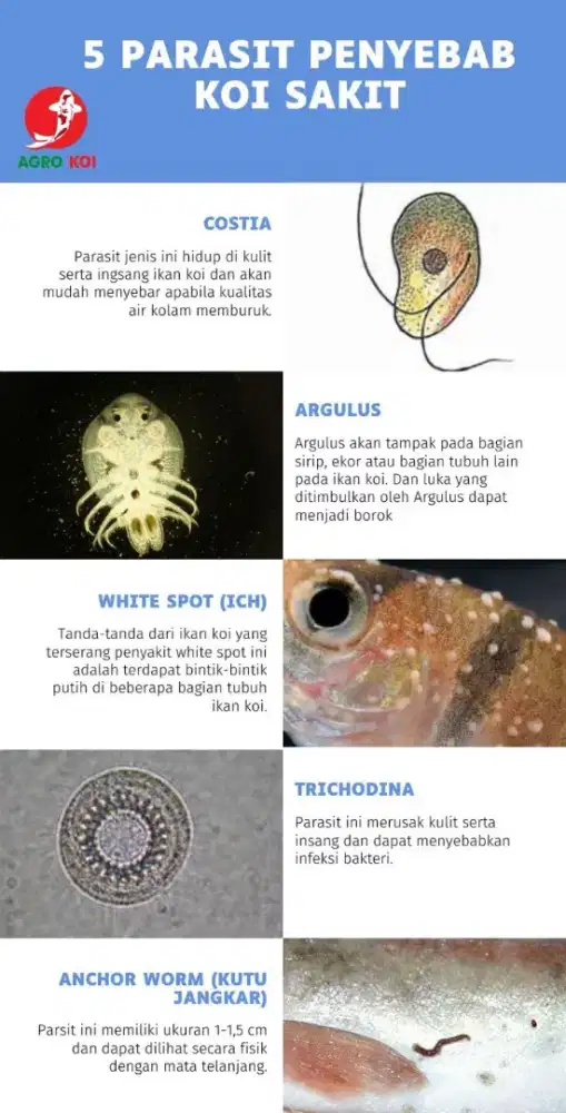 MENERIMA PENGOBATAN IKAN dan KONSULTASI