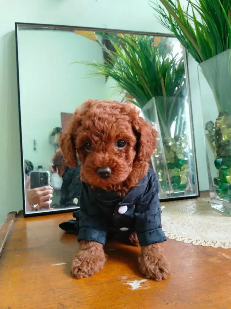 anakan poodle jantan