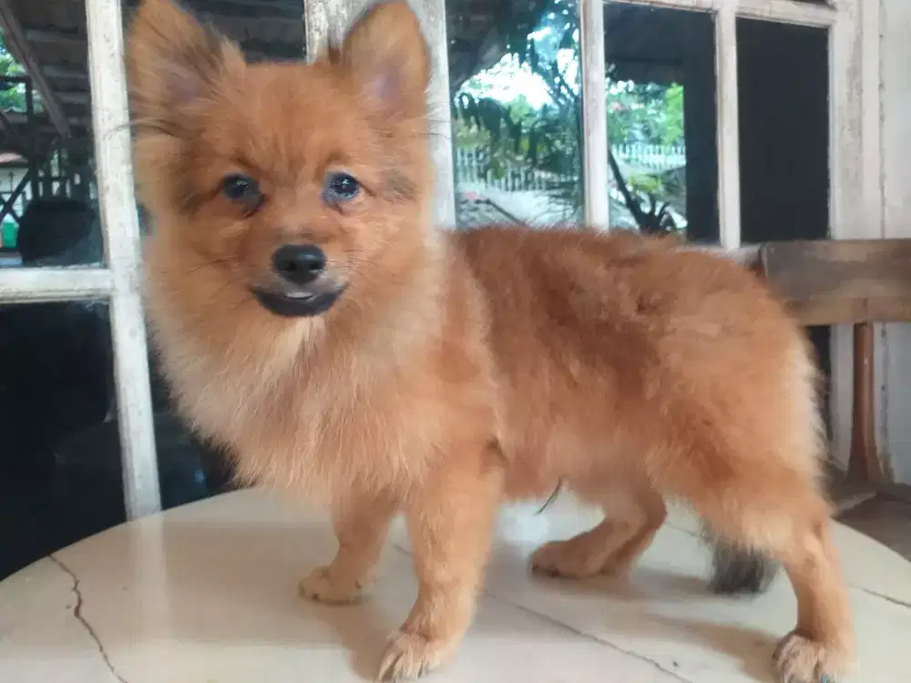 German Spitz (Pomeranian )jantan & betina