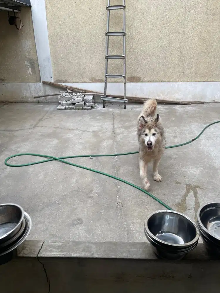 Alaskan malamute betina