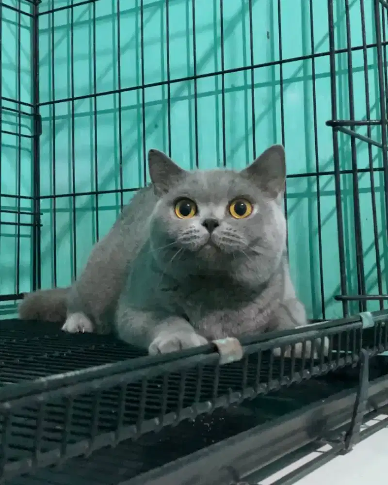 BSH BRITISH SHORTHAIR BLUE BULAT