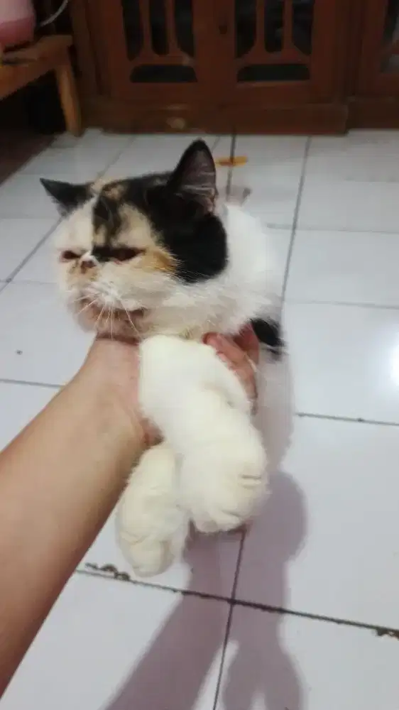 Persia Exo Peaknose Extream Murah aja Biar Cepet