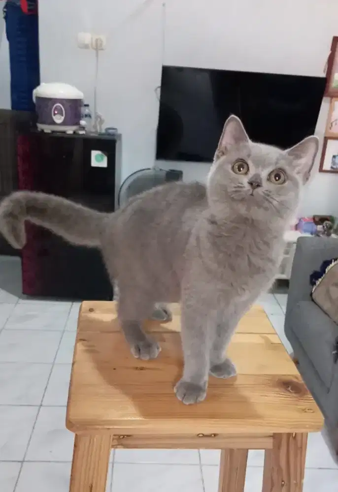 BRITISH SHORTHAIR/BSH BLUE