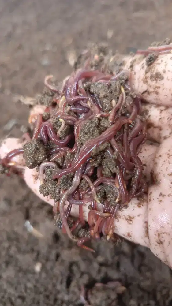 Cacing Fosfor / Susu