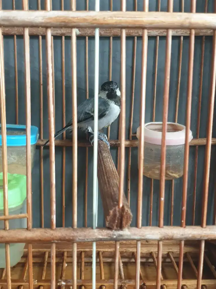 Glatik batu,belong,manyar,kutilang