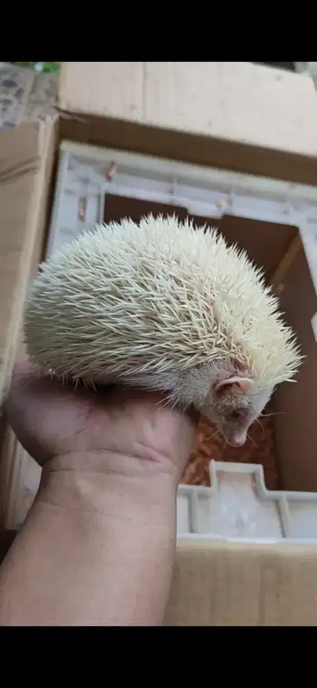 Landak Mini Per Pasang