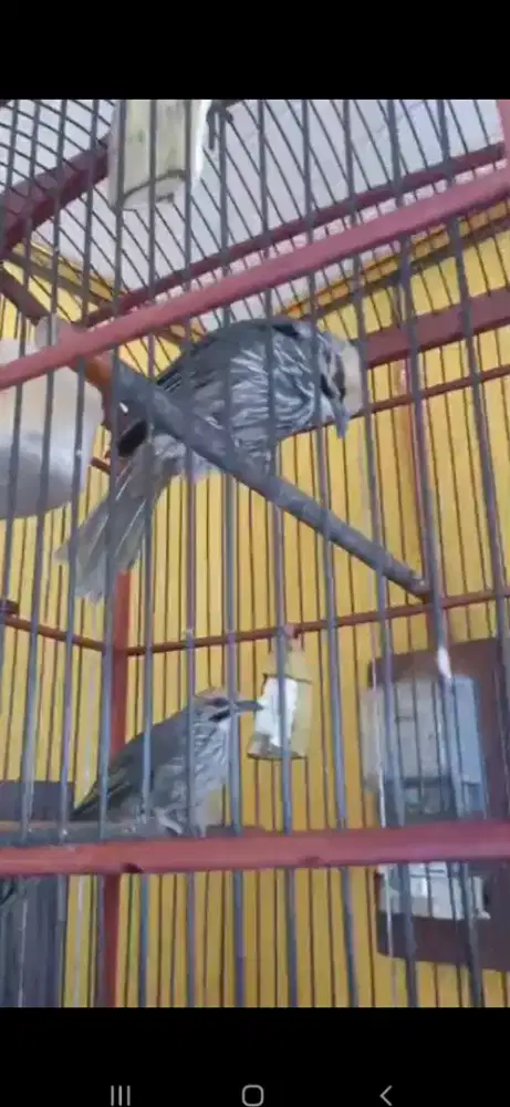 Cucak rowo dewasa usia 1,5th rajin sahut2an suara kenceng