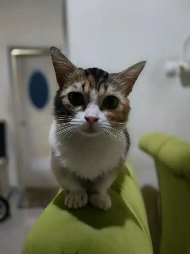 Munchkin Top Standar