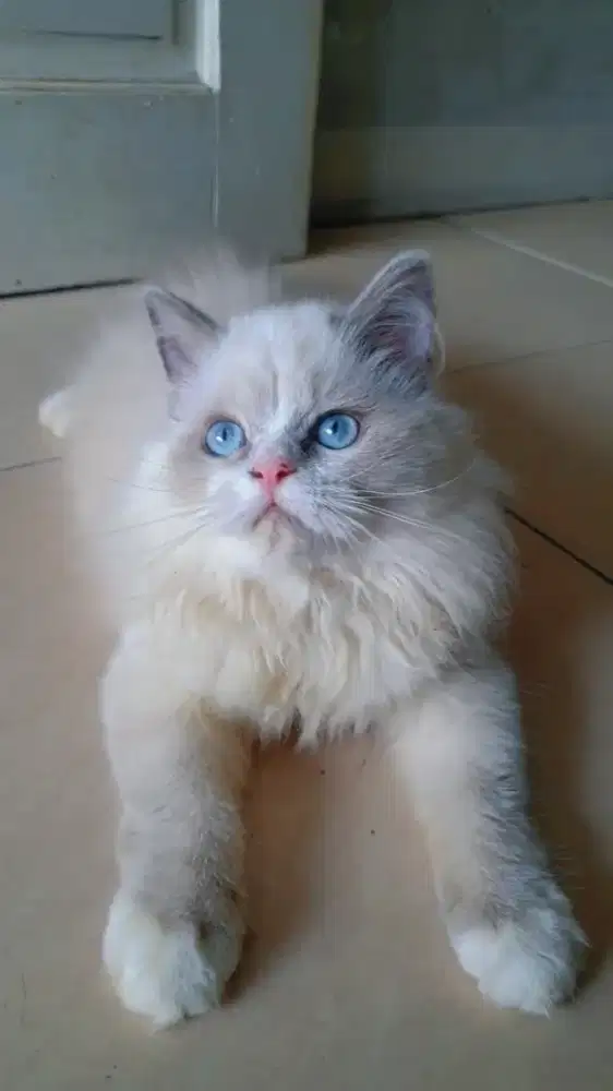 Kitten Ragdoll Blue Bicolour