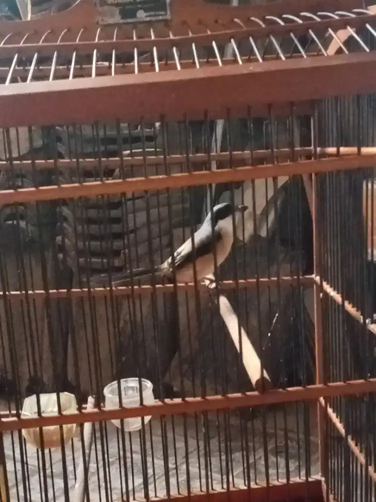 Jual atau bt nih pentet