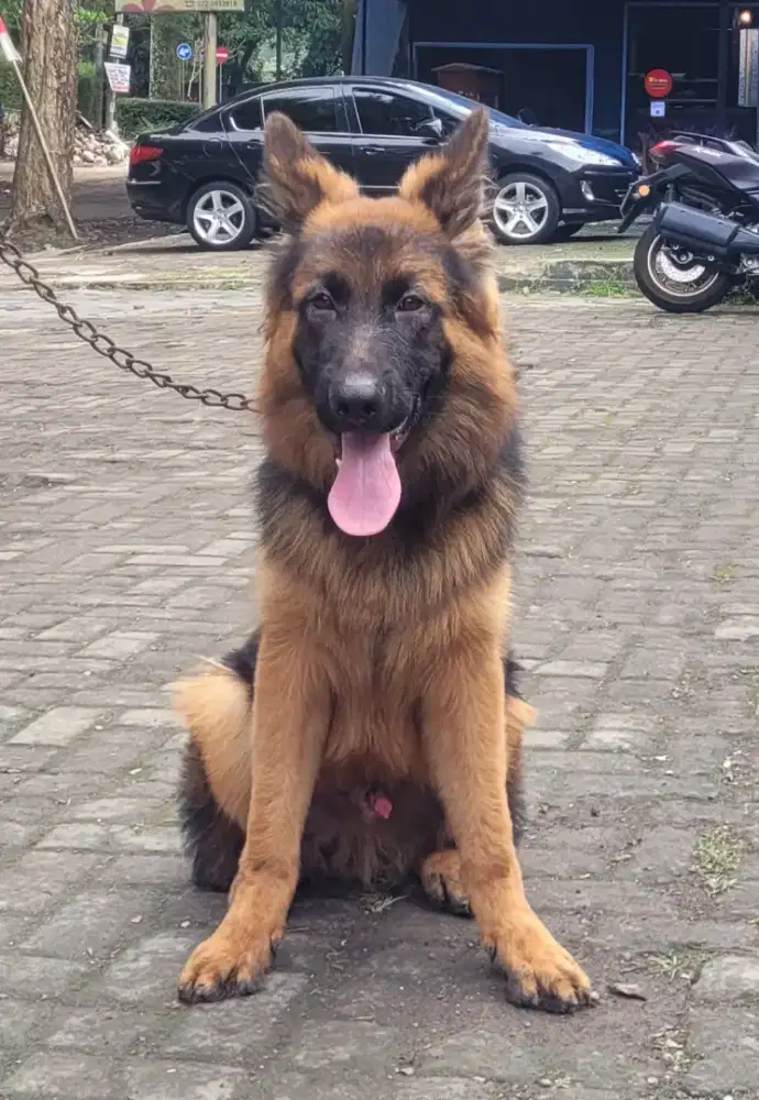 Herder anakan Import