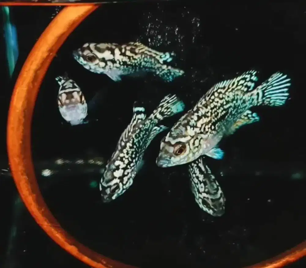 Burayak Ikan Louhan Kamfa gen GB