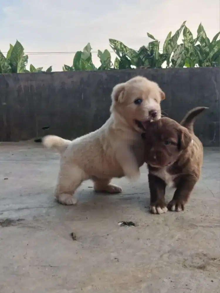 Anak anjing sesuai foto