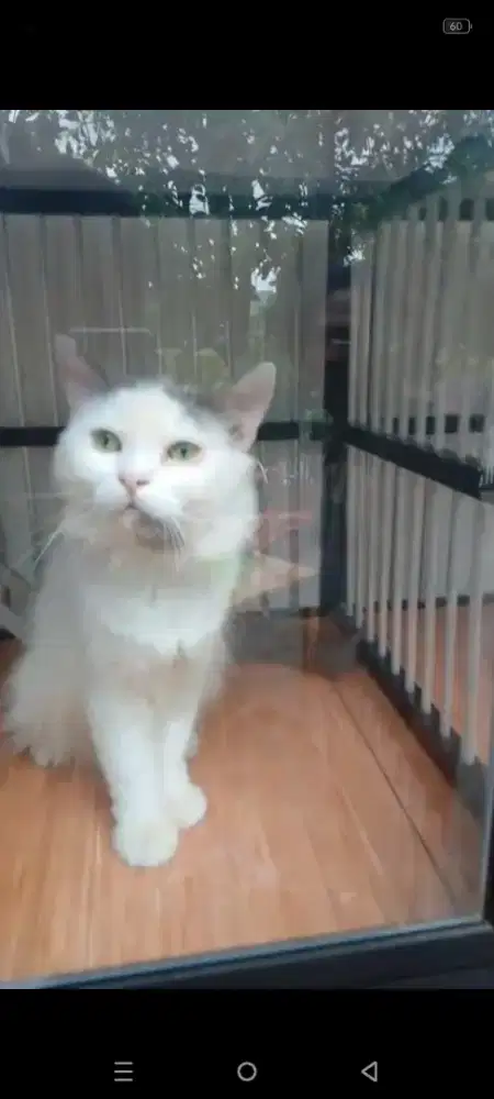 Flatnose jantan kucing proven gembul