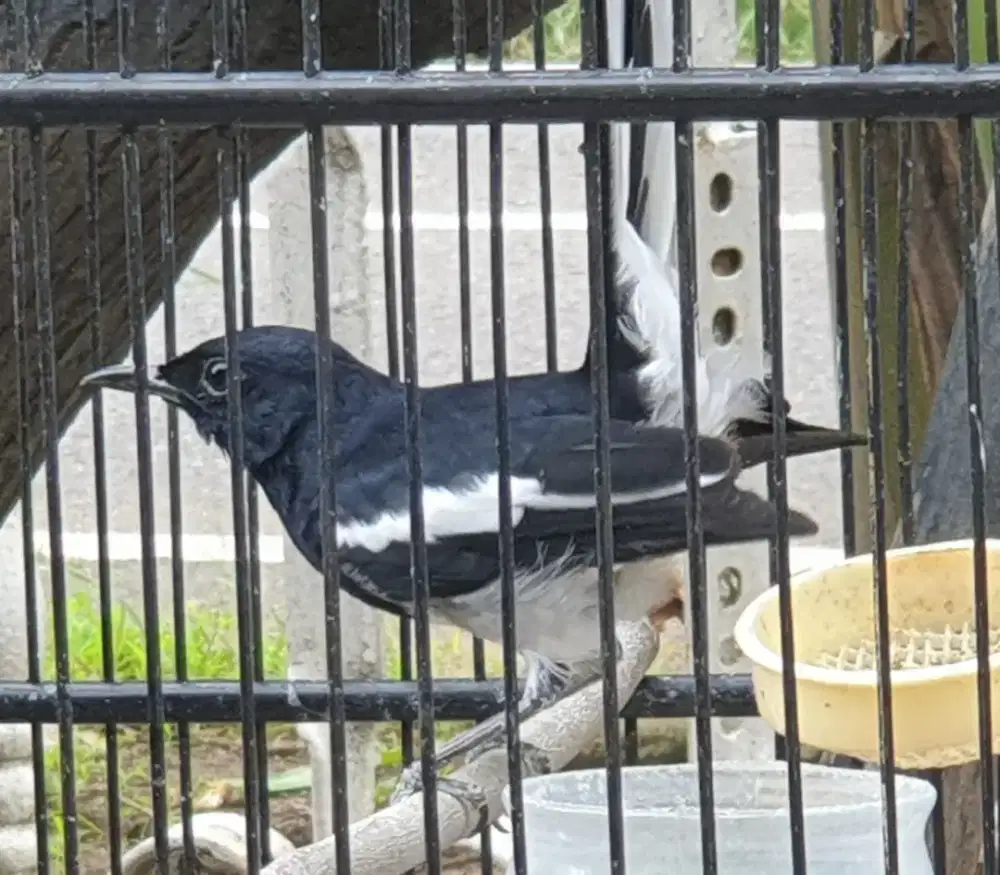 Kacer daput udah jadi dan rajin