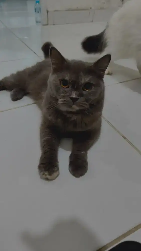 British Short Hair (BSH) Betina