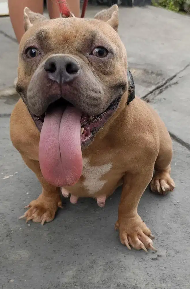 Indukan American Bully Micro