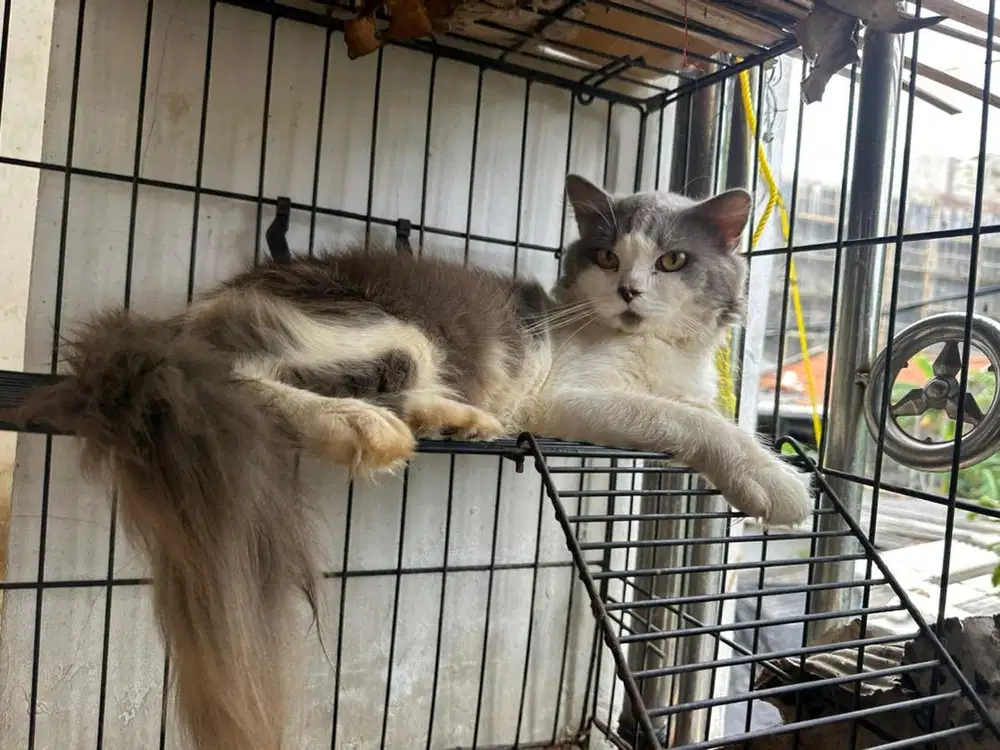 Kucing Persia Jantan Dewasa warna favorit