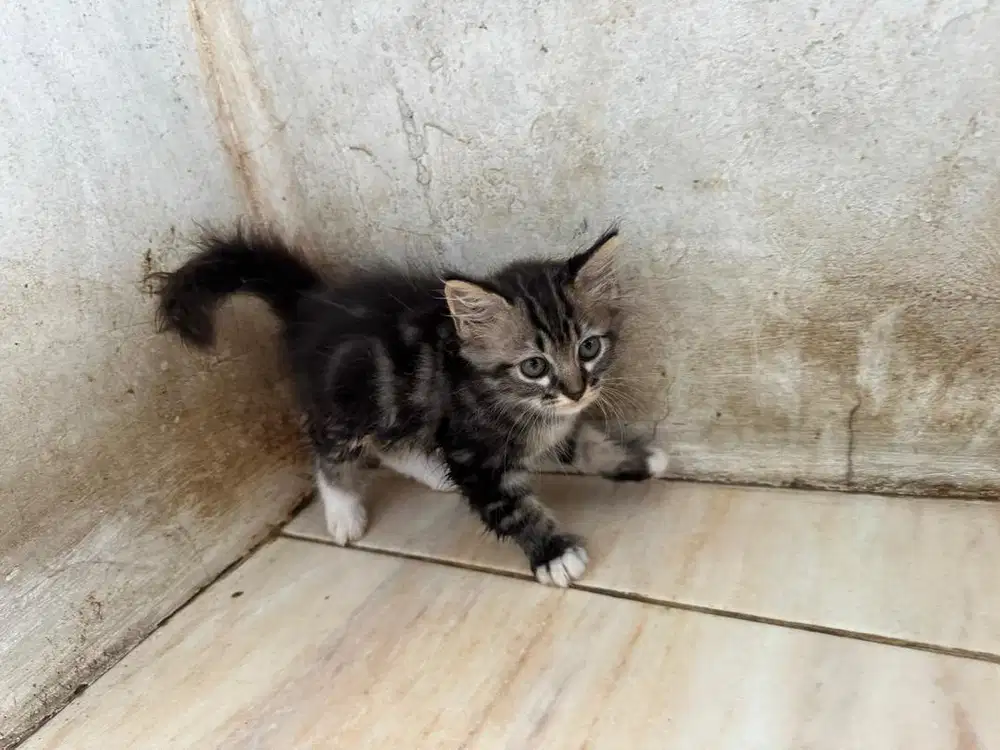 Open adop kitten persia x persia warna langka, jantan