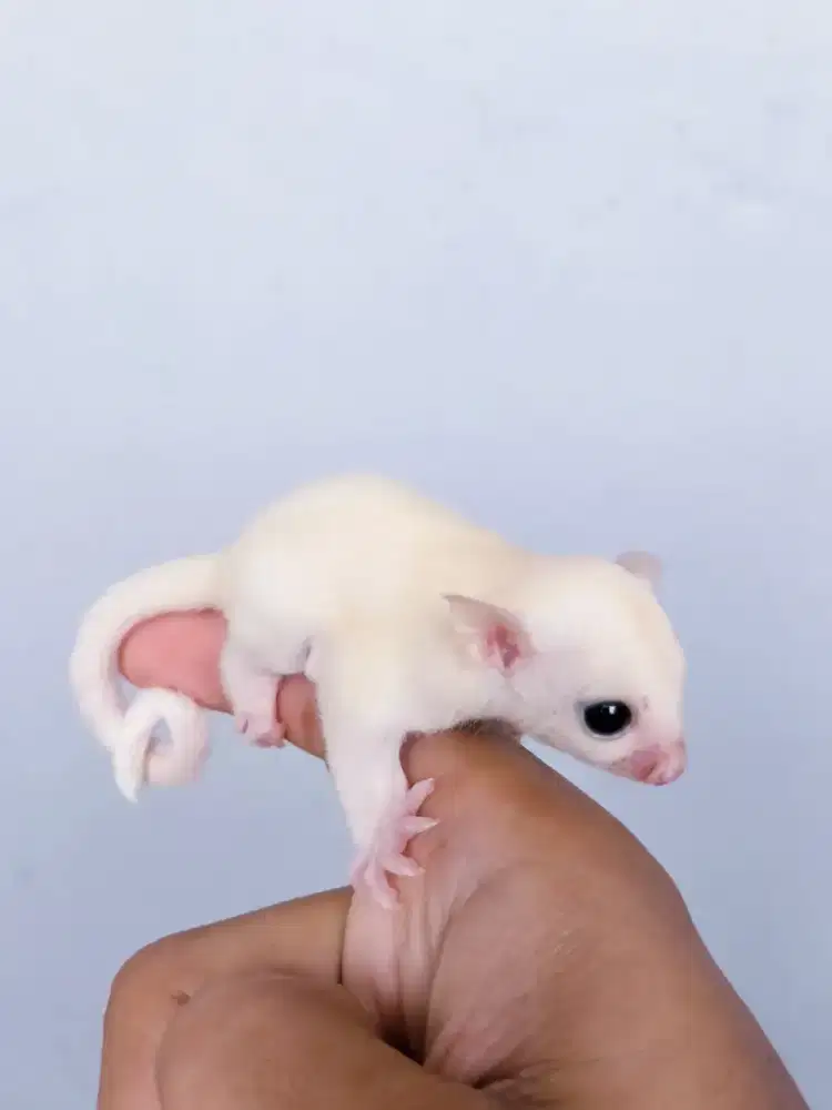 Sugar glider Joey  Leucuistic Jantan