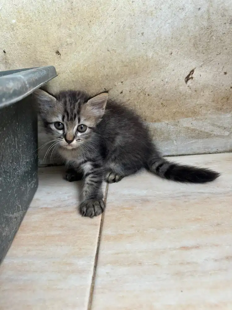 kitten persia x persia umur 3 bulan, jantan