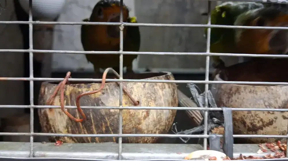 Sepasang Brown Throwted Conure (BTC)