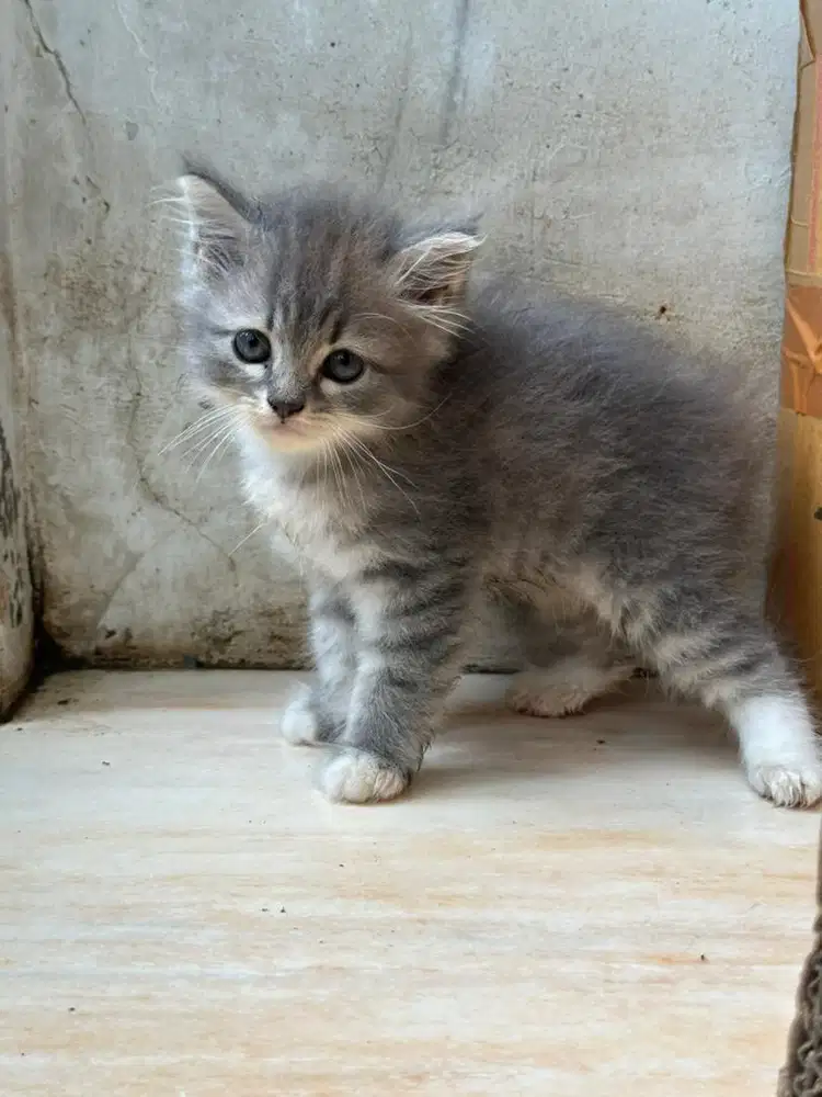 open adop persia x persia betina, umur 3 bulan warna favorit