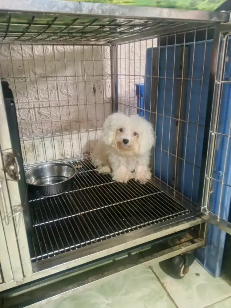 maltis jantan 4 bln stambum vaksin