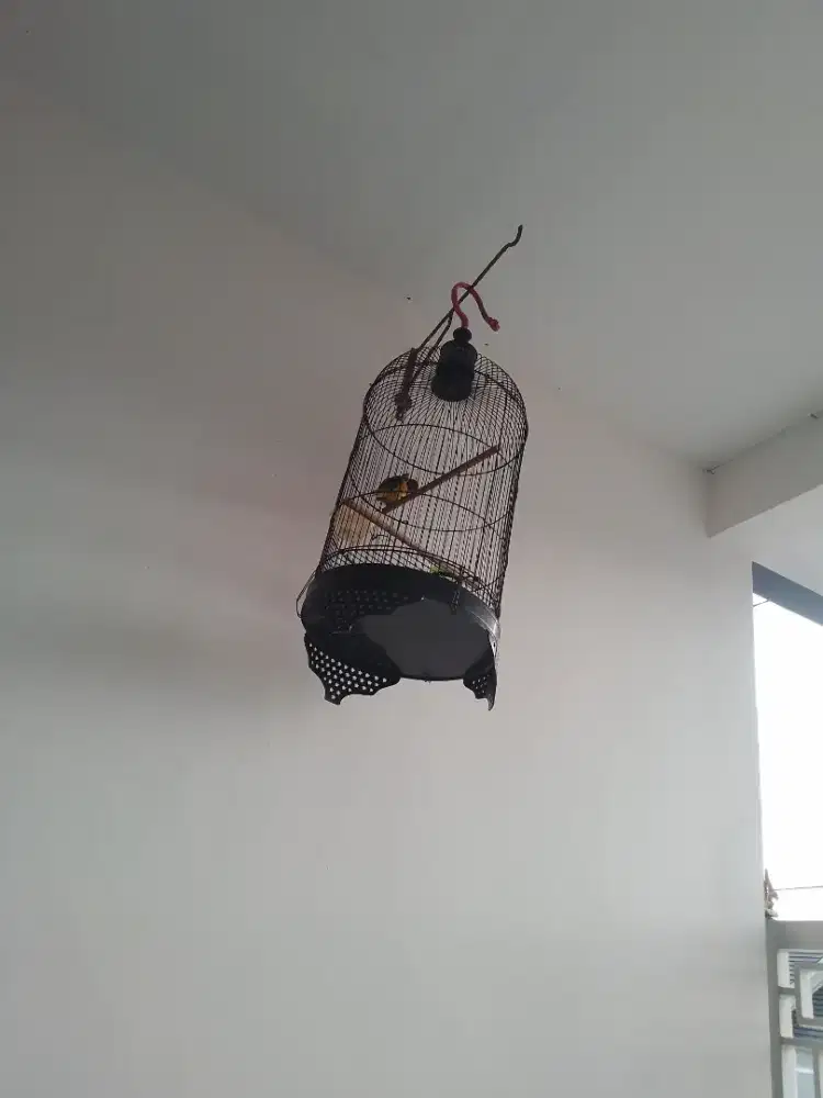 Kenari wiksar.jantan semua