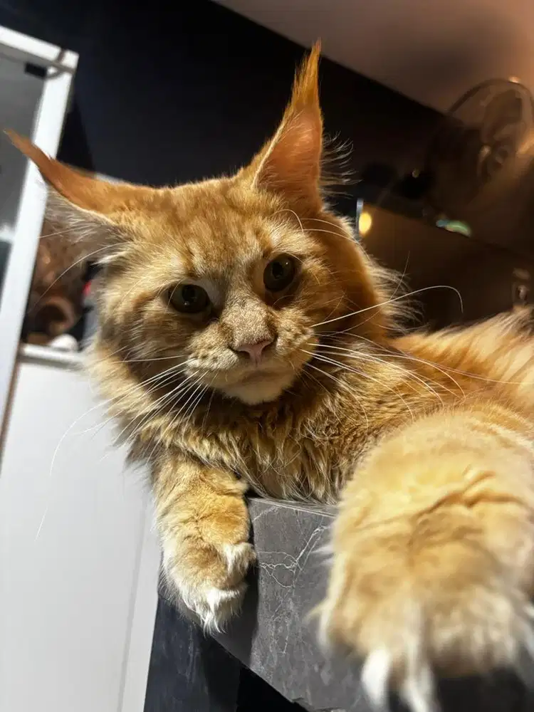 Mainecoon jantan