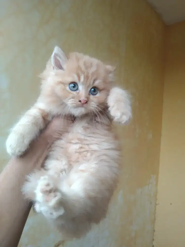 Persia longhair atau bulu tebal jantan usia 2,5 bulan