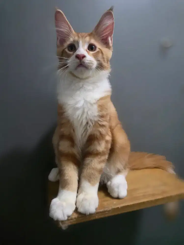 Kitten Mainecoon
