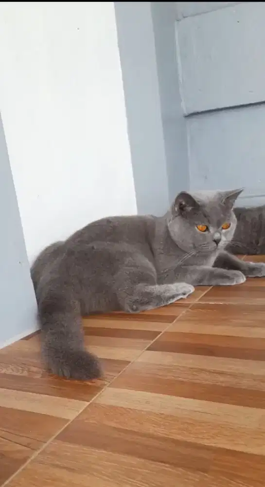 British shorthair