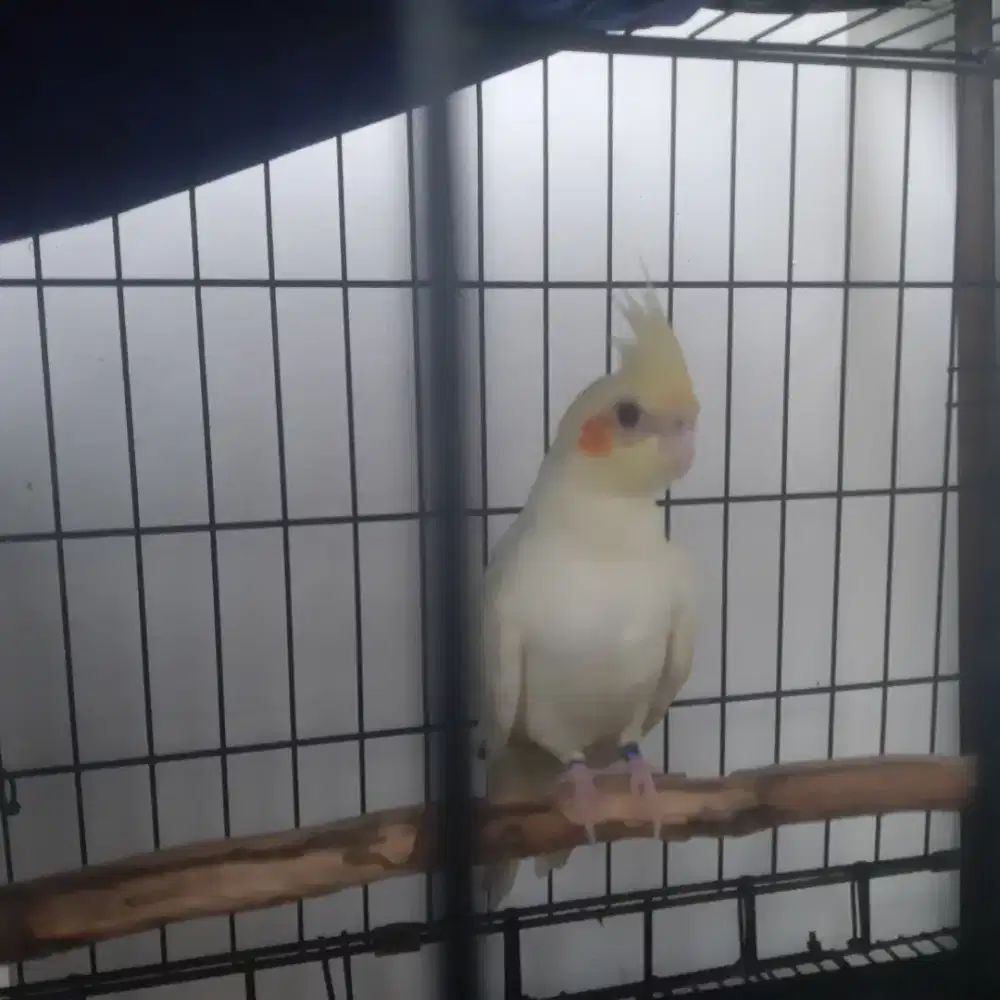 Falk Australia Masih Muda Jinak