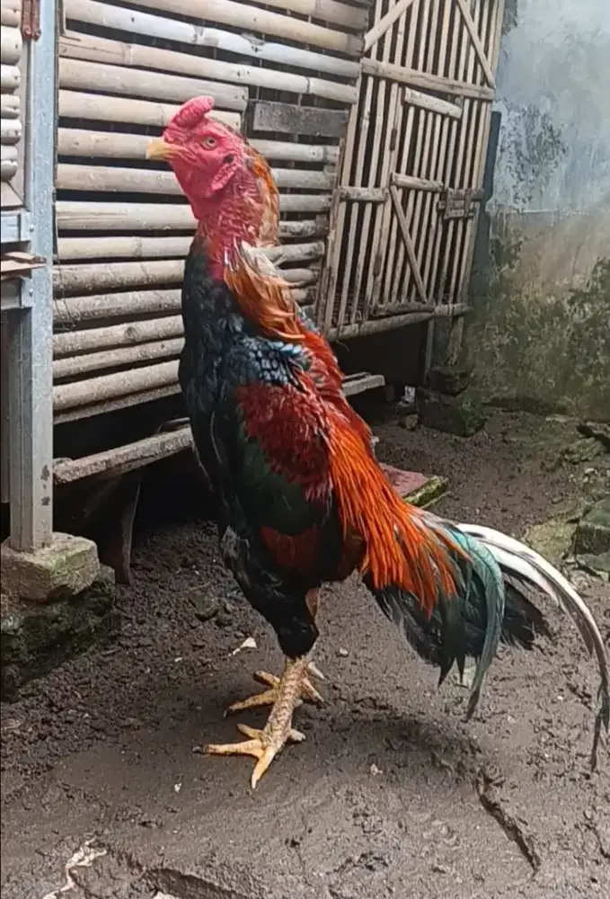 Ayam bangkok Edisi Pacek