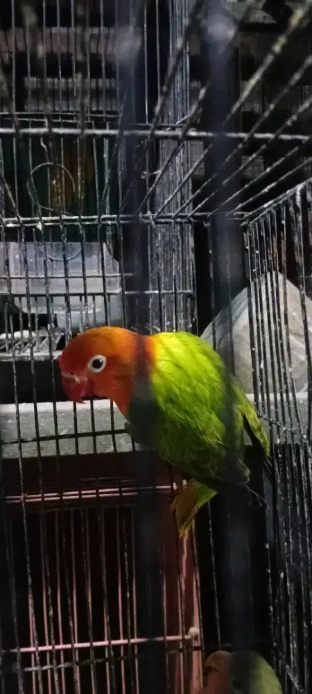 Jual lovebird biola grenn balibu