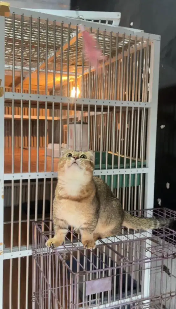 Gaelic bsh golden jantan