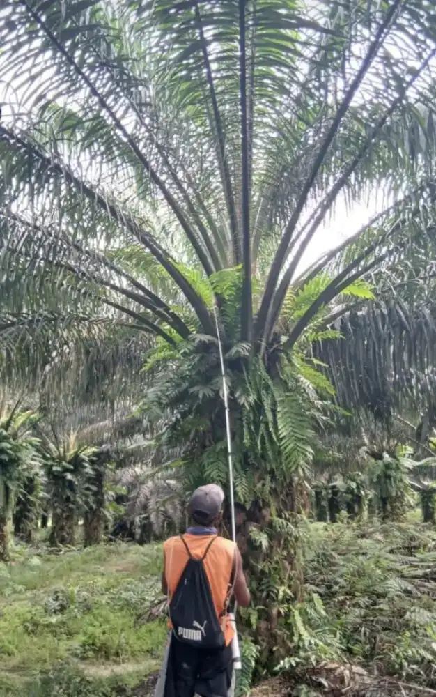 LOKER GRATIS DIPERKEBUNAN KELAPA SAWIT