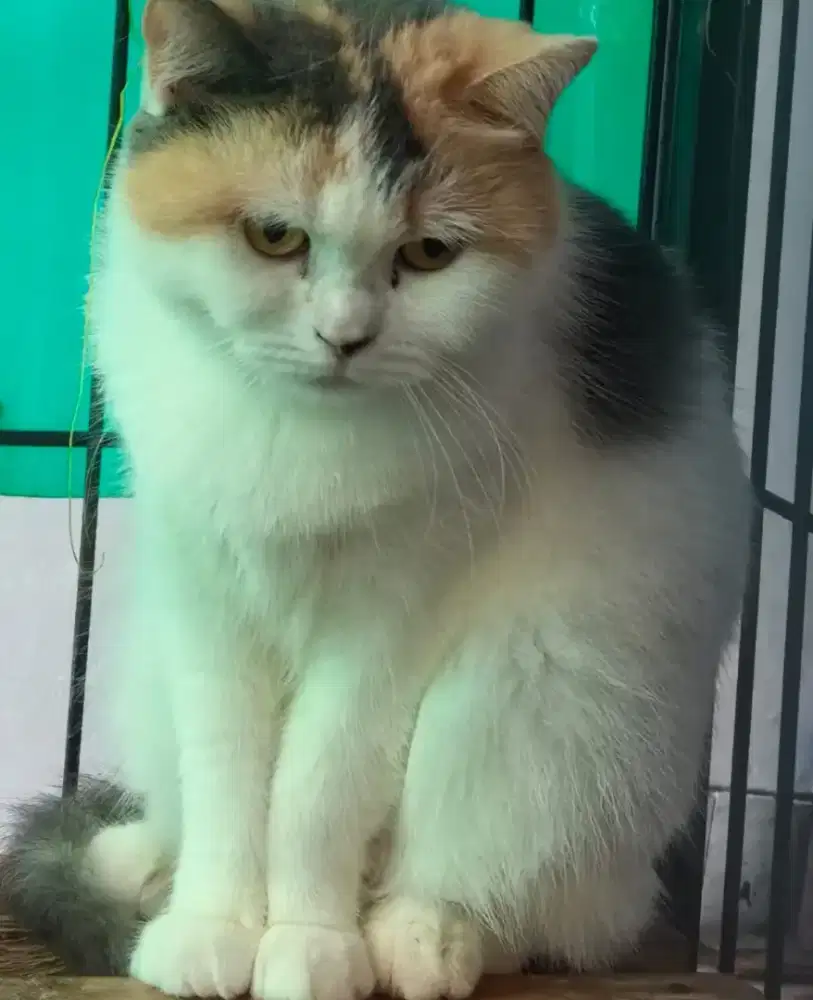 BSH betina untuk di sayang