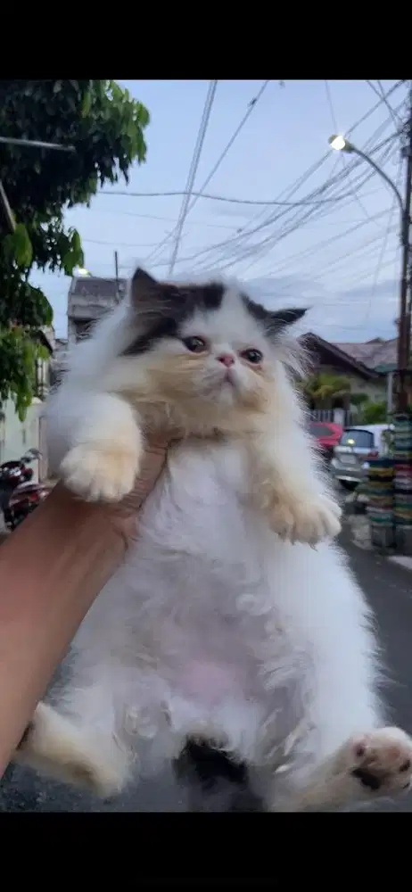 KITTEN PERSIA LONGHAIR SUPER