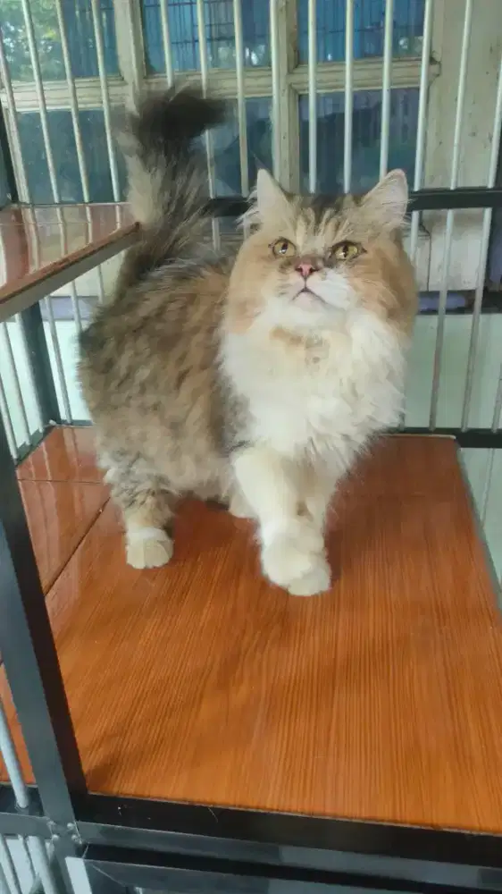 Persia Flatnose Indukan