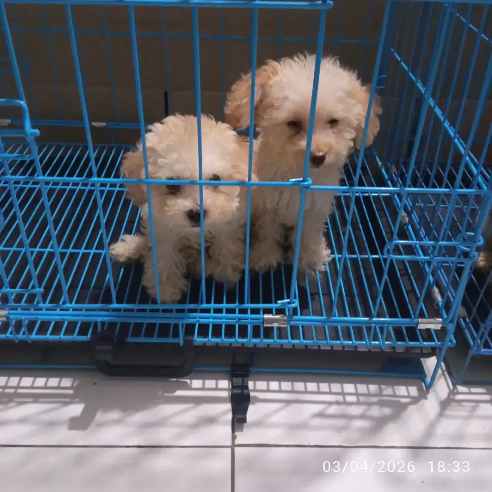 Tiny poodle betina stb