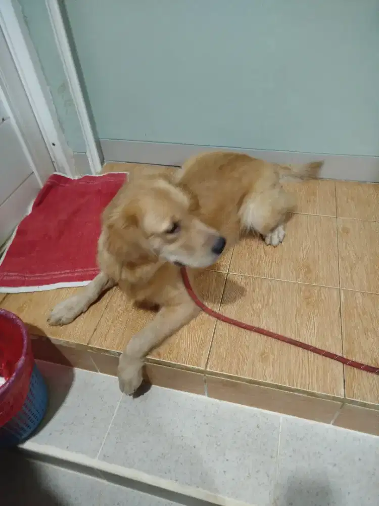 Golden Retriever Betina Calon Indukan