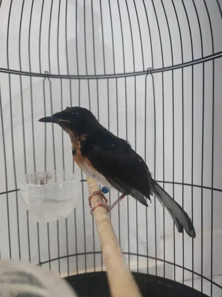 Burung murai batu jantan