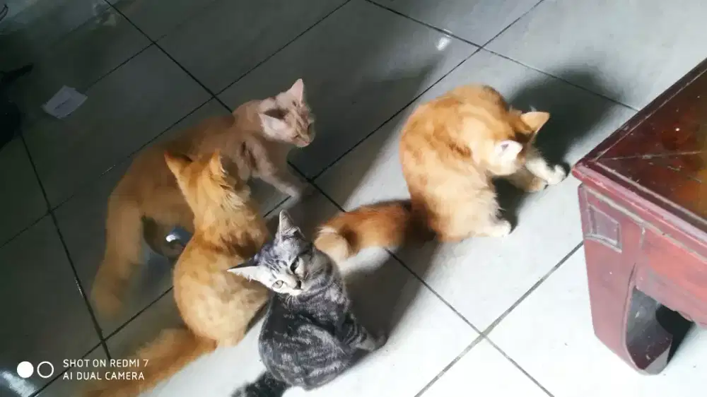 Kucing betina gimbul 5bln up