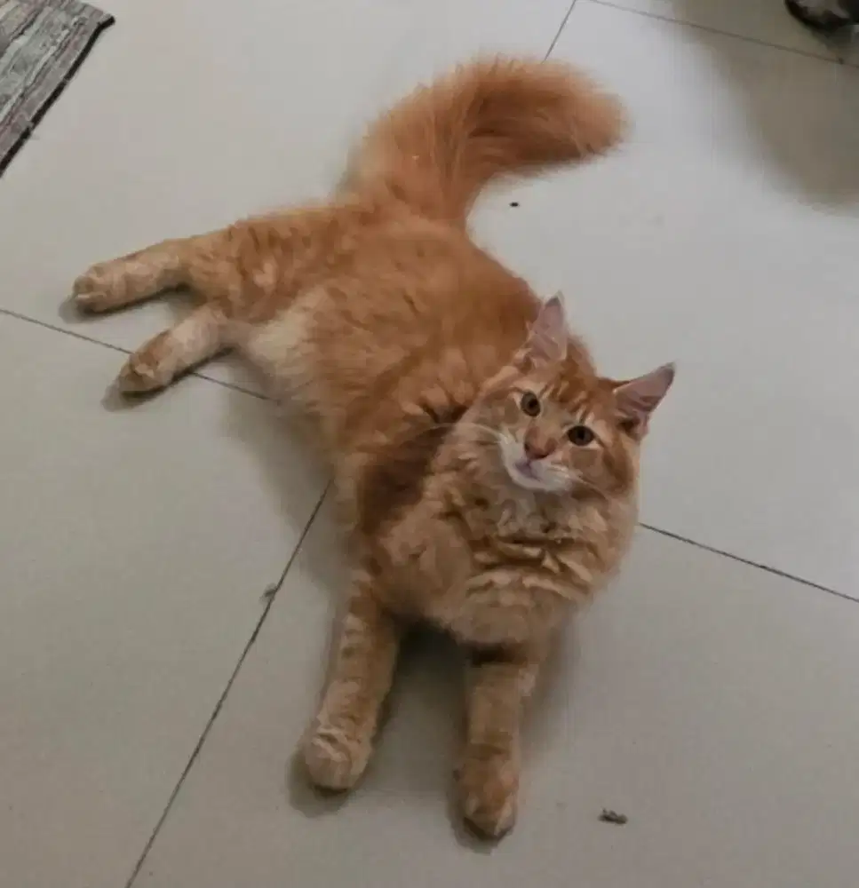 Jantan mainecoon 7bln parents ped CFA