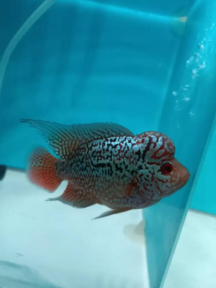 Louhan Cencu 7 Cm Jantan