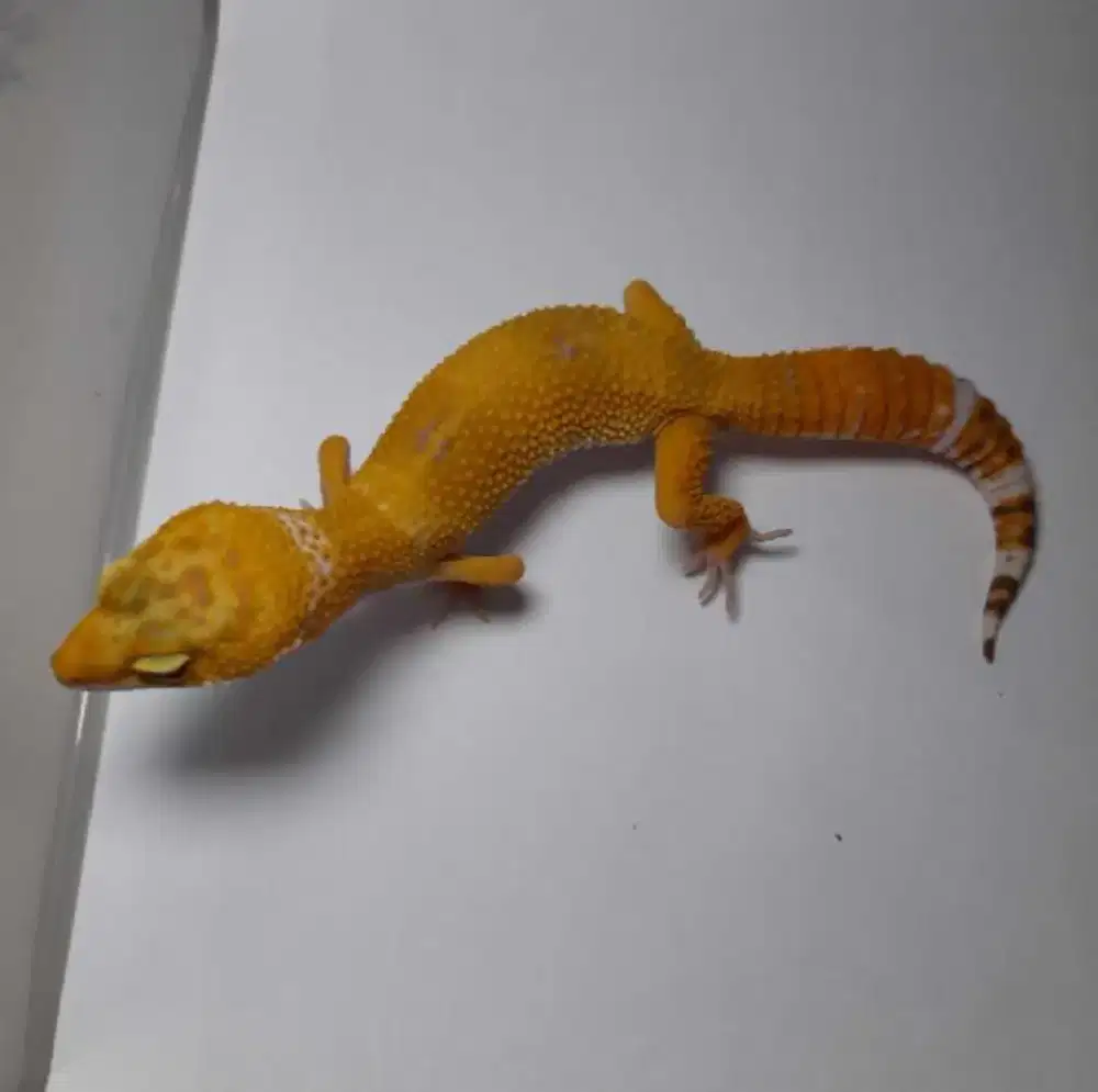 Gecko jerukk imuttt