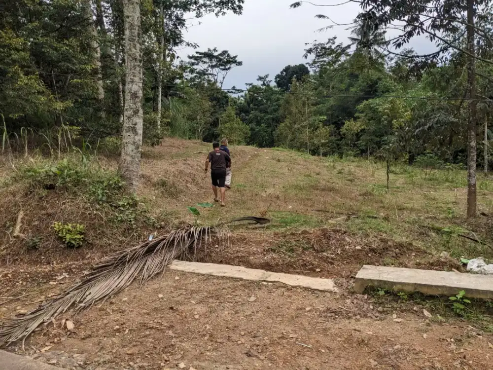 Kebun durian jumantono